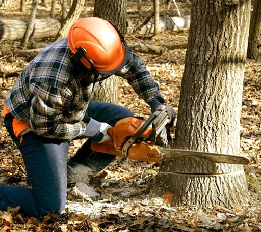 Tree Removal in Marine, IL